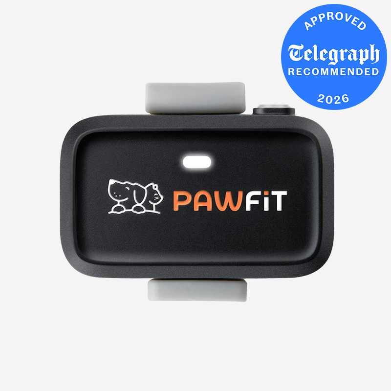 Pawfit GPS location tracker for Cats with activity monitoring